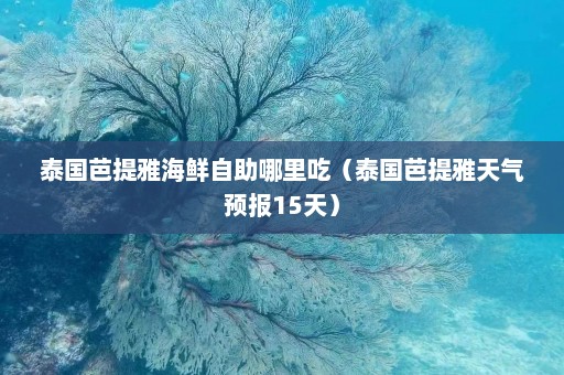 泰国芭提雅海鲜自助哪里吃（泰国芭提雅天气预报15天）