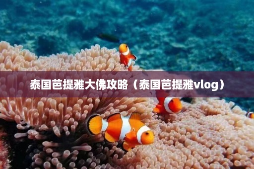 泰国芭提雅大佛攻略（泰国芭提雅vlog）