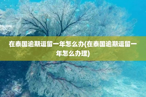 在泰国逾期逗留一年怎么办(在泰国逾期逗留一年怎么办理)