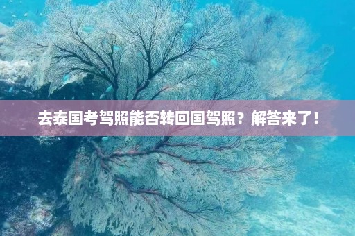 去泰国考驾照能否转回国驾照？解答来了！