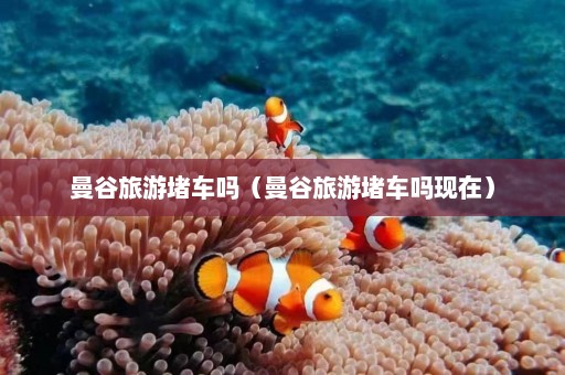 曼谷旅游堵车吗（曼谷旅游堵车吗现在）