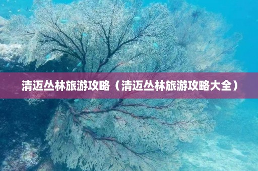 清迈丛林旅游攻略（清迈丛林旅游攻略大全）