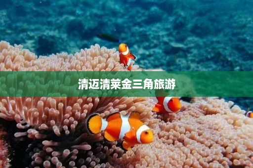 清迈清莱金三角旅游