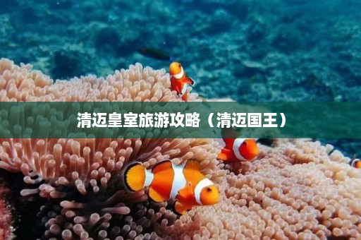 清迈皇室旅游攻略（清迈国王）